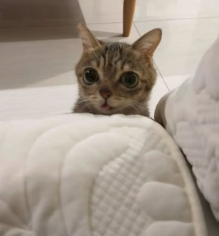 MeiMei peeking
