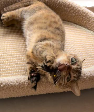 MeiMei playing
