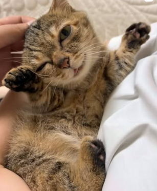 MeiMei the cute dwarfism cat waving